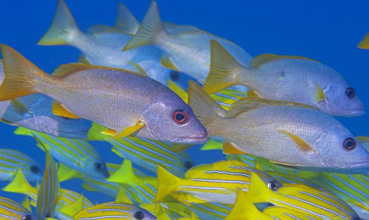 虾虎科,海水鱼-可爱的海中精灵——雷达鱼养殖经验分享