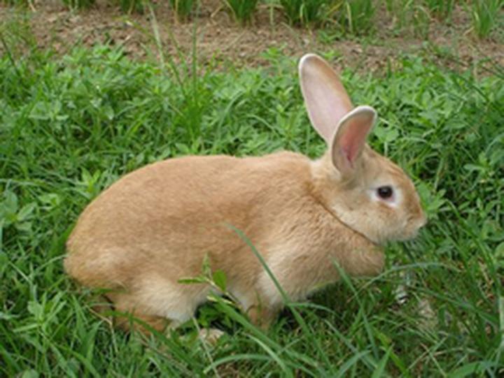 哥伦比亚盆地侏儒兔为什么灭绝,侏儒兔能长多大 哥伦比亚盆地侏儒兔寿命是多少年