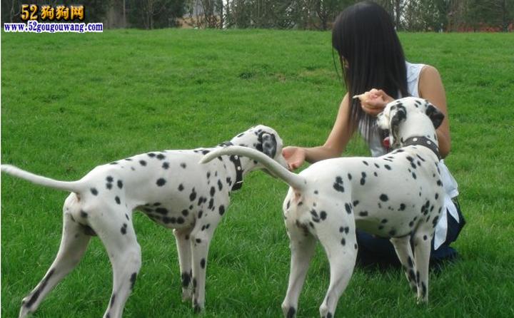 高加索犬为什么禁养,高加索犬在国内养的人很少，高加索犬的基本情况有什么呢