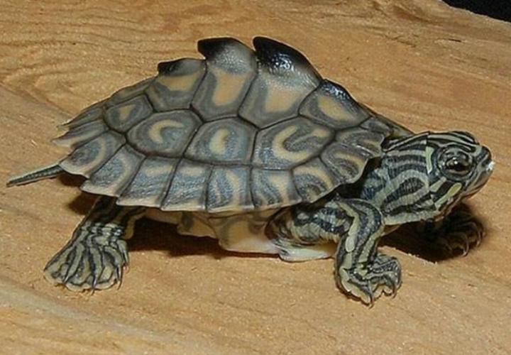 家养大鳄龟最终的结局,鳄龟寿命有多长