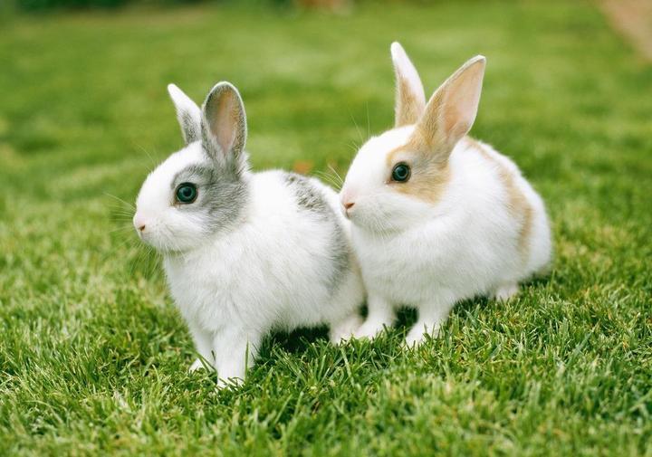 大兔子病了二兔子瞧原版,大兔子病了,二兔子瞧. 怎么唱这一首童谣