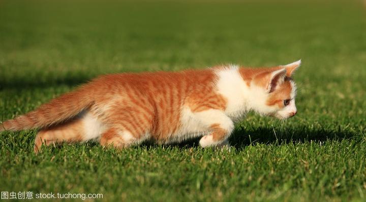 安哥拉猫是什么猫,世界上最古老的长毛猫 土耳其安哥拉猫(白猫蓝眼)