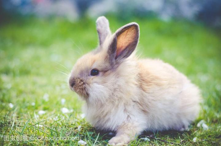 宠物兔可以活多长时间,兔子最多能活几年