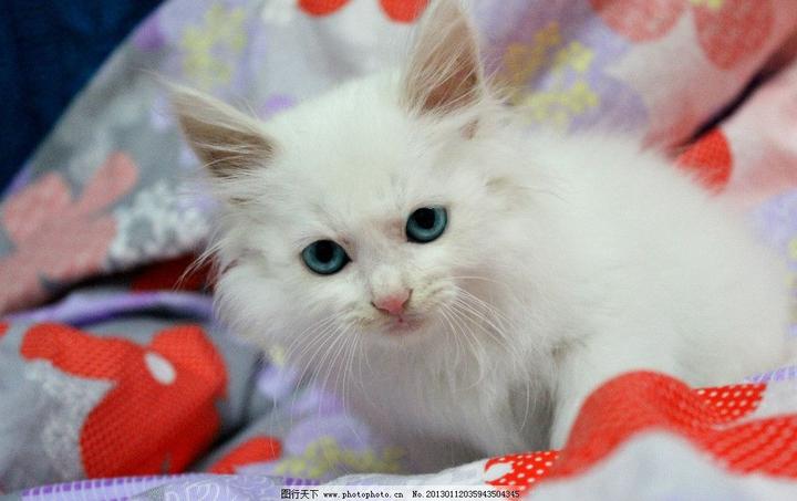纯白缅因猫多少钱一只,缅因猫多少钱一只