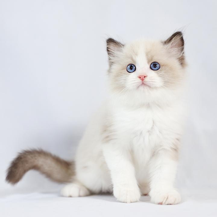 白色英短猫多少钱一只,曼基康英短乳白谁贵
