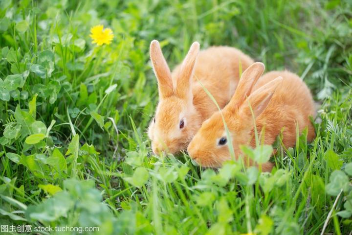 荷兰侏儒兔臭吗,荷兰侏儒兔需要怎么养呢