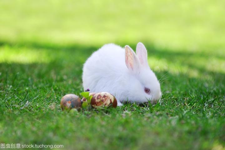 宠物兔子能活多少年的寿命,兔子的寿命是多少