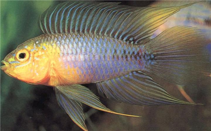 蓝曼龙和黄曼龙,蓝曼龙鱼和黄曼龙鱼能在一起繁殖吗