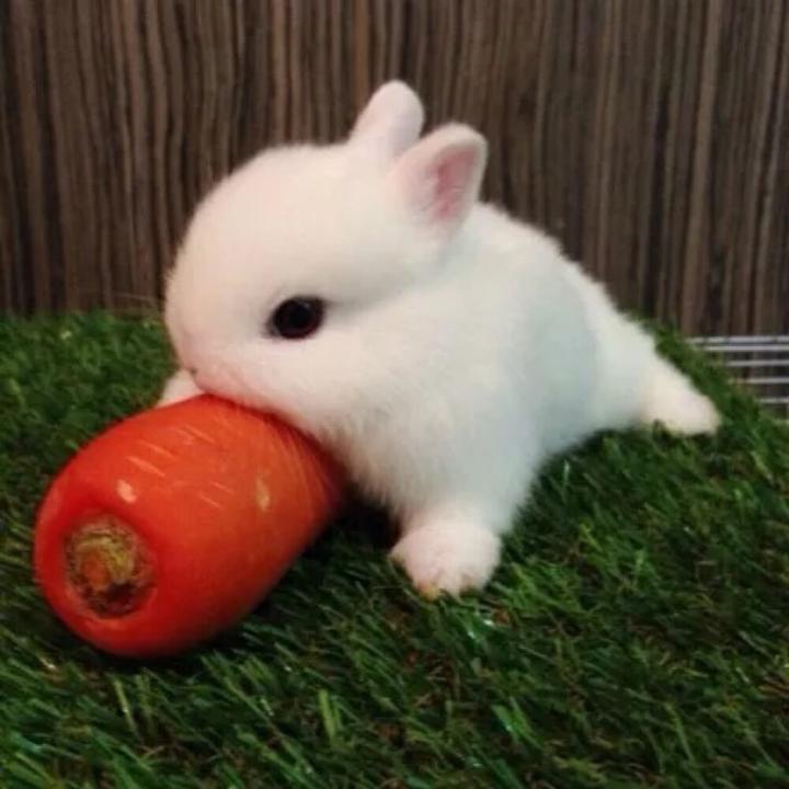 如何养小兔子,怎么养兔子