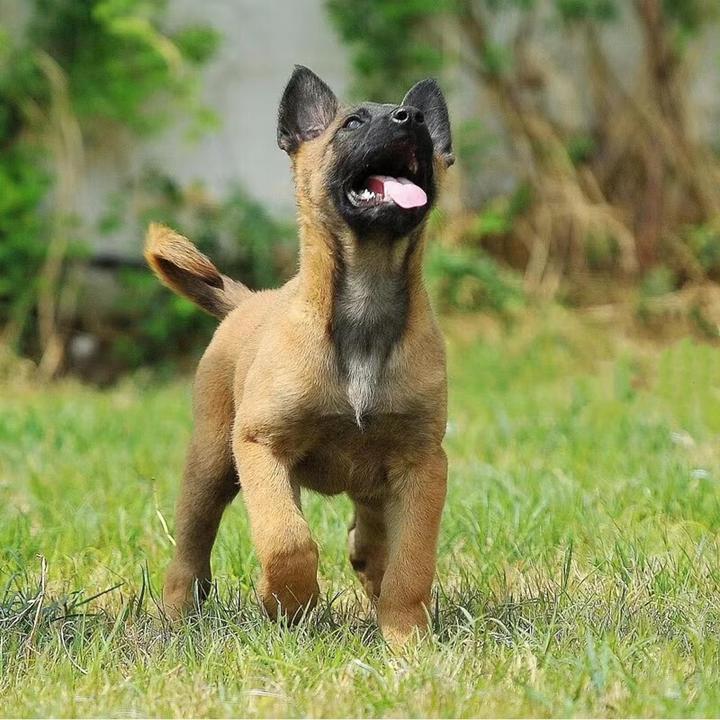 训练狗狗在外面大小便,如何训练狗在外面大小便
