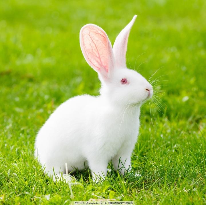 宠物兔子的特点,兔子的特性是什么