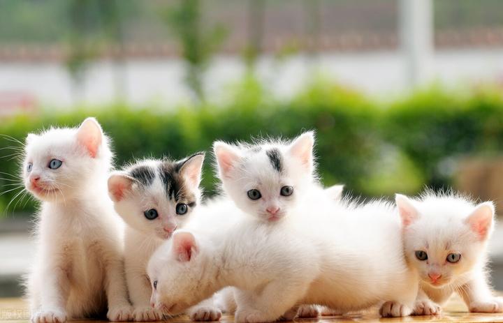 白色龙猫幼崽多少钱一只,纯白龙猫多少钱一只