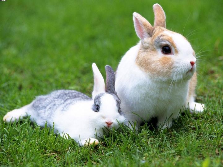 垂耳兔吃什么食物最好,垂耳兔怎么养吃什么