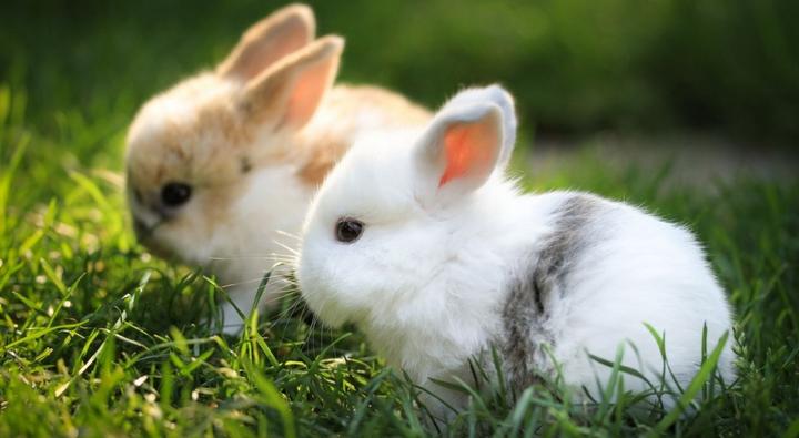 世界上最可爱的兔子排名,世界最可爱物种排行
