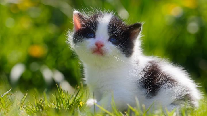 波斯猫是加菲猫吗,加菲猫是什么品种