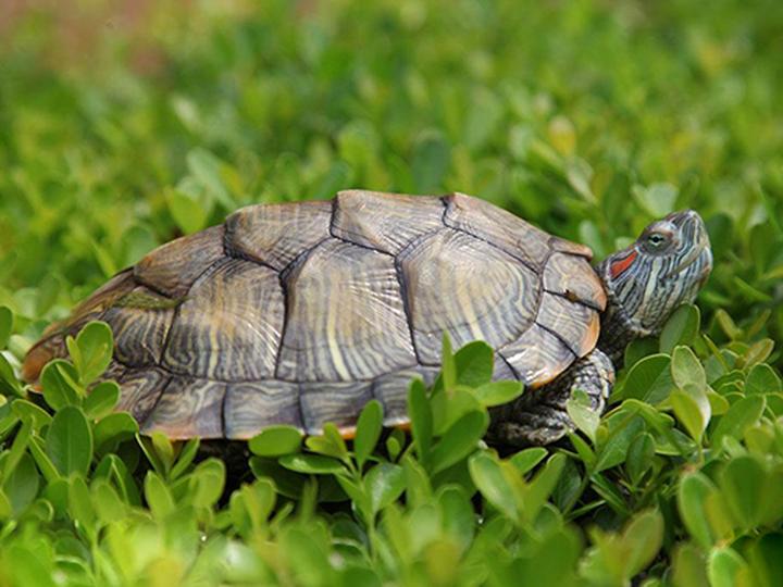 巴西龟吃什么菜叶,小巴西龟可以吃什么蔬菜