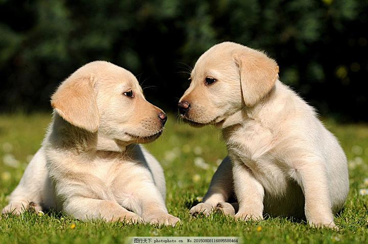 美卡犬和可卡犬的区别,英国可卡和美国可犬的区别