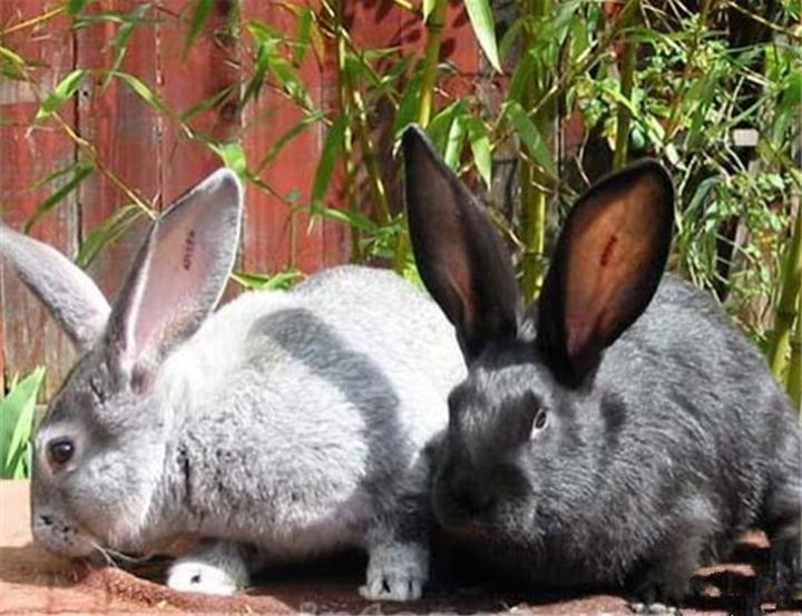 兔的种类及名称,兔子的品种大全34个品种
