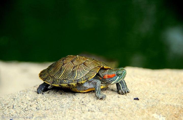 巴西龟长大了好吓人,你会觉得乌龟越看越吓人吗