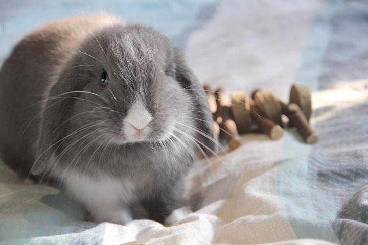 荷兰垂耳兔体重,各品种兔子的特征