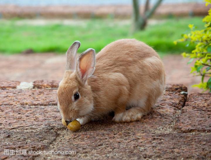 安哥拉兔可以吃吗,安哥拉兔能吃香蕉吗