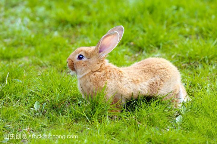 黑眼圈兔子什么品种,宠物兔的耳朵大约2~3厘米长,黑眼睛黑耳朵,白身子,请问这是什么兔子