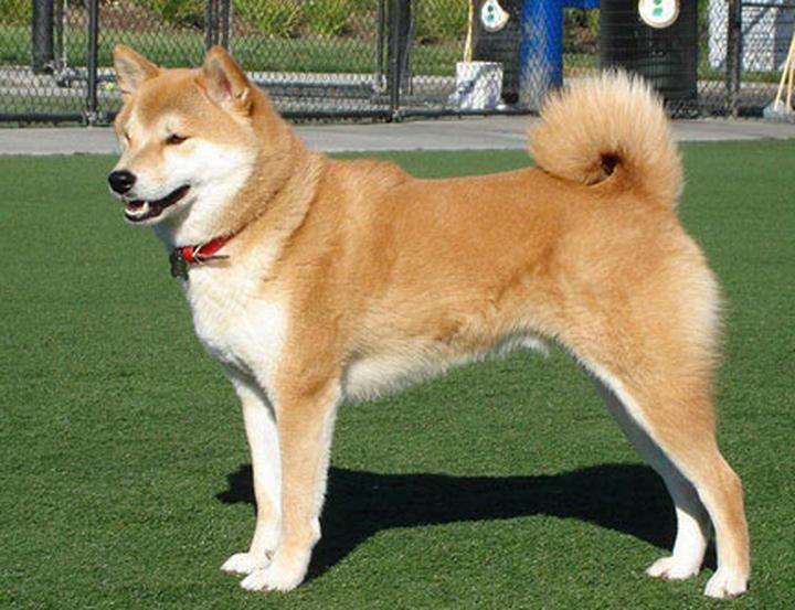 阿拉斯加雪橇犬体型,阿拉斯加雪橇犬属于什么体型犬