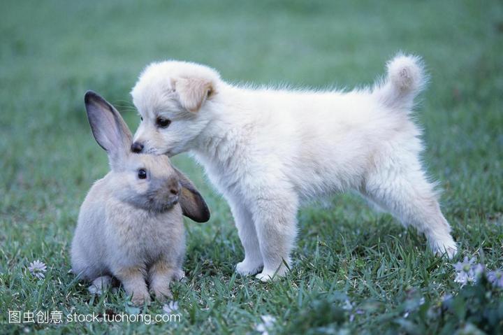 市场上一只兔子多少钱,荷兰兔多少钱一只