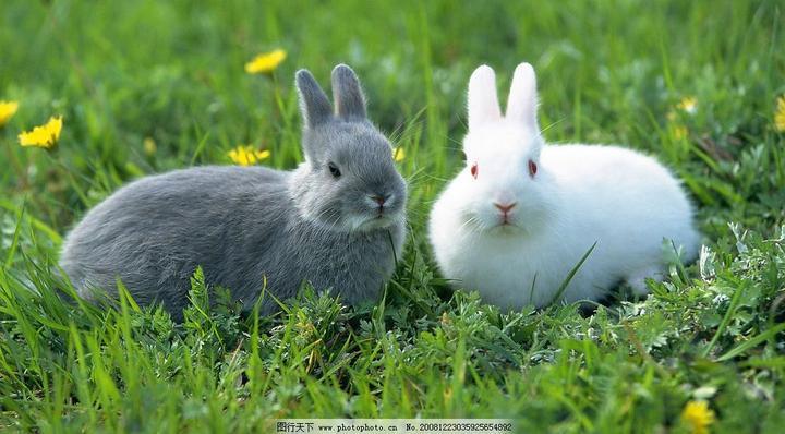什么兔子好养,什么兔子比较好养，适合新手