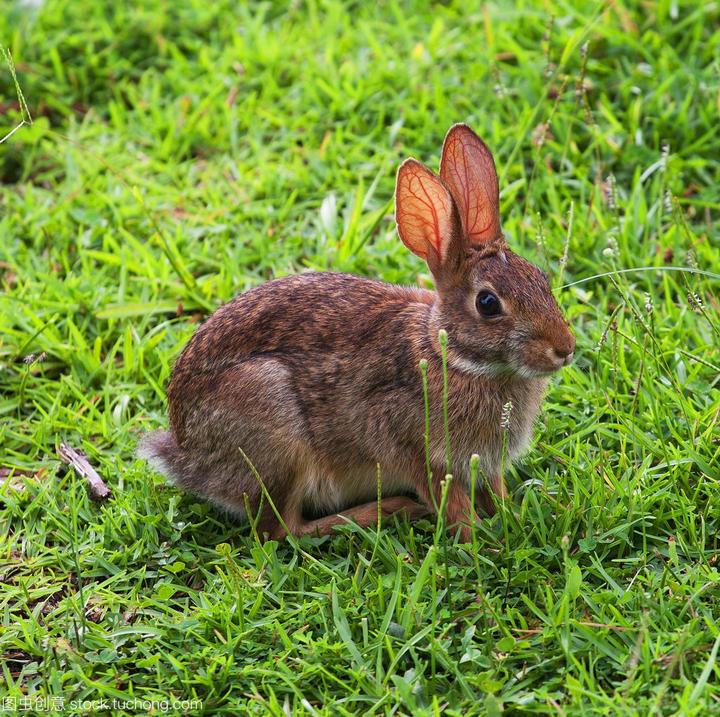 垂耳兔一般多少钱,荷兰垂耳兔多少钱一只