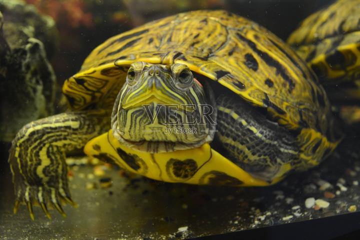 灵龟之家论坛,怎样养巴西龟才能避免它的生病
