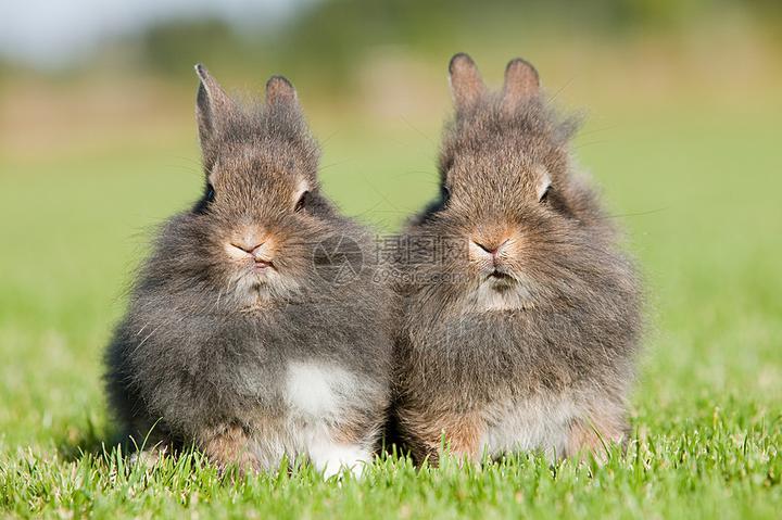 常见兔子种类,常见兔子种类