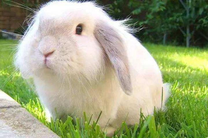 宠物兔哪种好看又好养,家里养什么兔子品种比较好