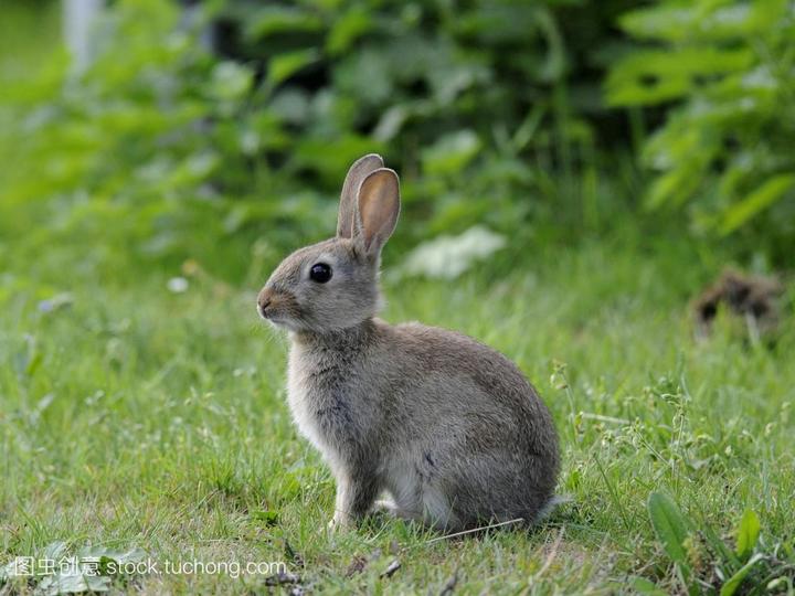 垂耳兔怎么养才漂亮,怎样养好垂耳兔