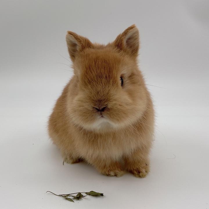 荷兰侏儒兔多少钱一只,荷兰侏儒兔的养殖成本高吗收益怎么样