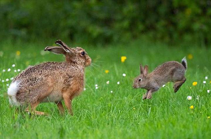 垂耳兔吃什么,垂耳兔吃什么该怎么养怎么和它熟悉