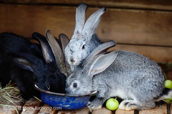 100只獭兔养殖利润,养100只兔子一年能赚大概多少钱