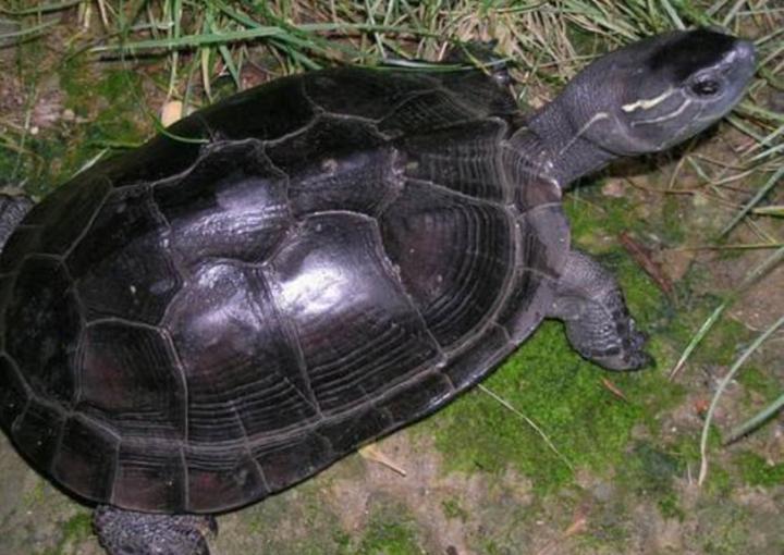 巴西龟冬眠是什么样子的,乌龟冬眠的样子