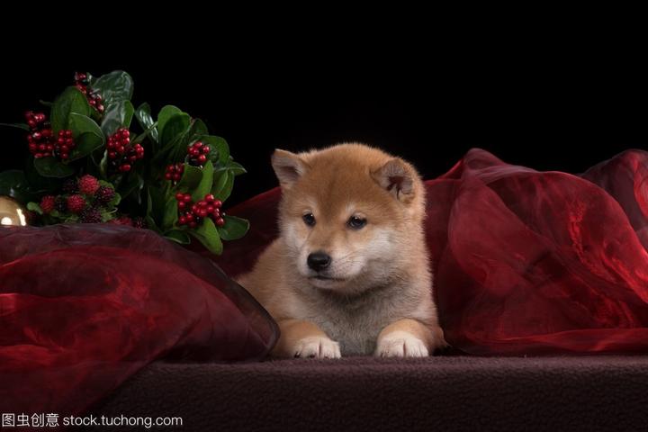 阿拉斯加纯种幼犬,怎样判断阿拉斯加雪橇幼犬是不是纯种