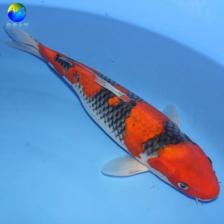 宝莲灯鱼和红绿灯鱼,跟红绿灯鱼相似的鱼是什么鱼能混养吗