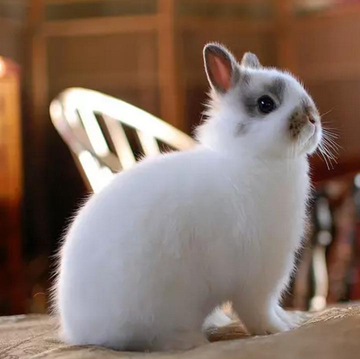 世界上有兔子吗,世界上有兔子吗（兔子并不是地球上的物种）
