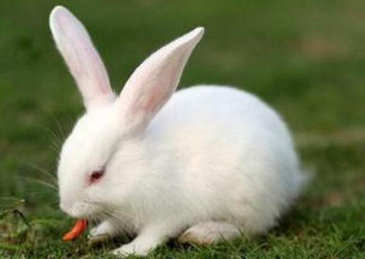 画可爱的茶杯兔,茶杯兔比普通兔子的好处是什么茶杯兔比普通兔子的好处是什么