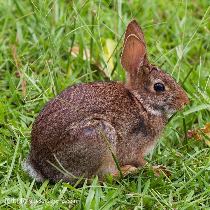 纯种侏儒兔多少钱一只,蓝眼白侏儒兔贵吗