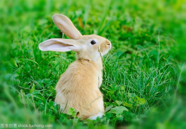 什么是兔子饥饿症,兔子渴的症状是什么