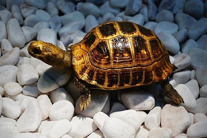 巴西龟不能养一对,大巴西龟和小巴西龟能在一起养吗