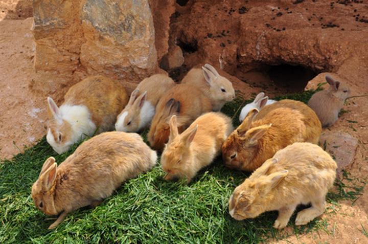 肉兔的养殖技术及方法,肉兔饲养的方法有什么
