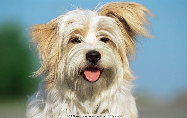 苏俄猎狼犬是禁养犬吗,邢台市禁止养的狗的品种有哪些（邢台市禁止养的狗的品种有哪些名单）
