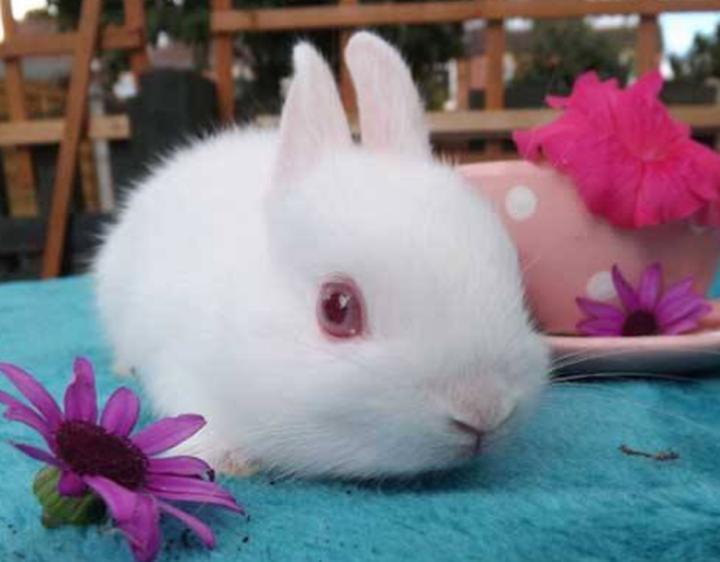 安哥拉长毛兔多少钱,宠物兔的市场价是多少购买一只宠物兔需花费多少钱