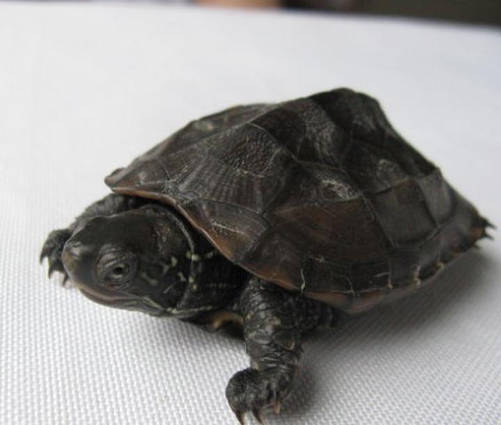 赫曼陆龟是几级保护动物,哪些陆龟要冬眠