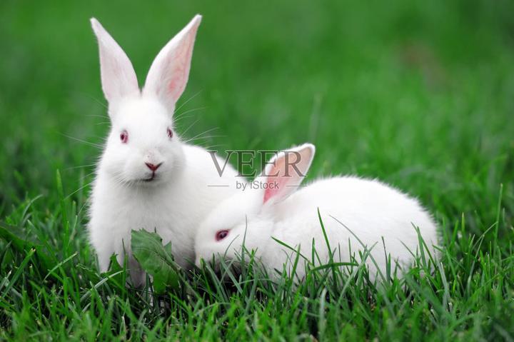 家养宠物兔子怎么养,如何养兔子